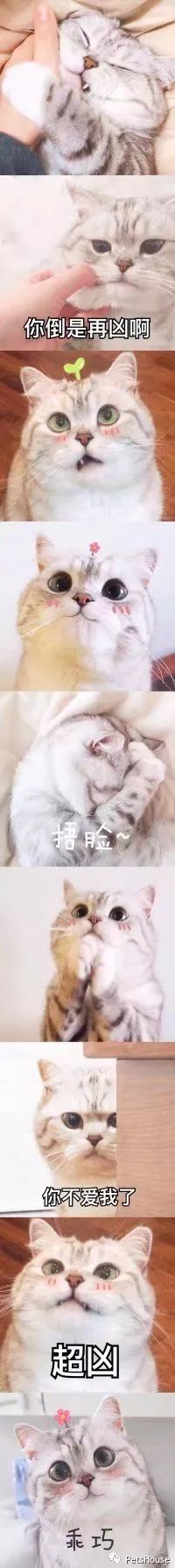 猫咪恨主人的十种表现_恨猫的人_猫恨主人的表现