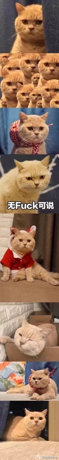 猫咪恨主人的十种表现_恨猫的人_猫恨主人的表现