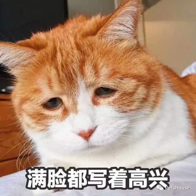 猫咪恨主人的十种表现_恨猫的人_猫恨主人的表现