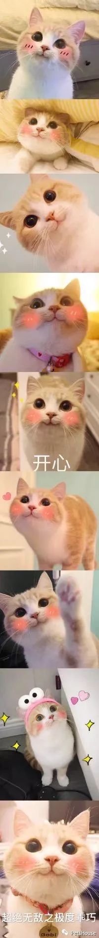 猫咪恨主人的十种表现_恨猫的人_猫恨主人的表现