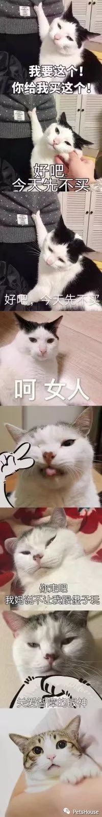 猫咪恨主人的十种表现_恨猫的人_猫恨主人的表现