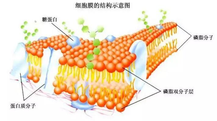 润湿角_润湿角_润湿角