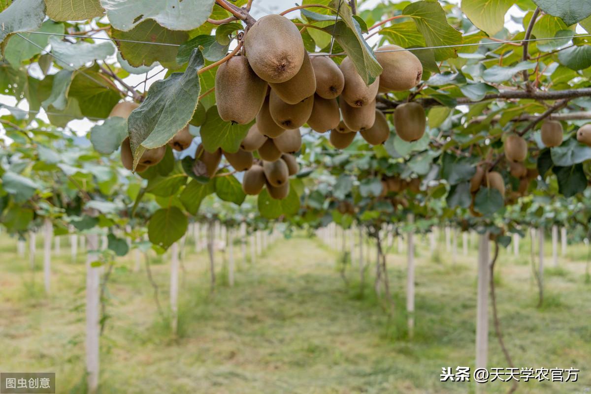 镁的作用_碳酸镁作用_铝碳酸镁作用