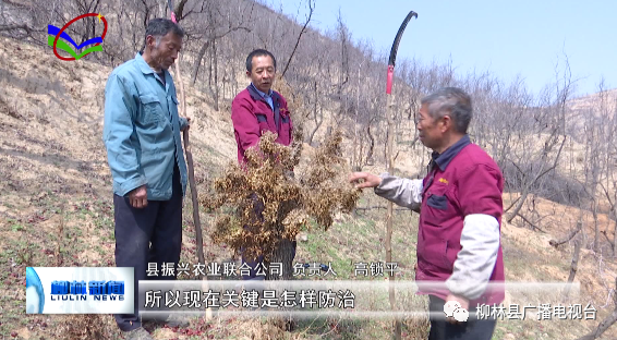 疯枣病传染其他树种_疯枣病能治好吗_枣疯病