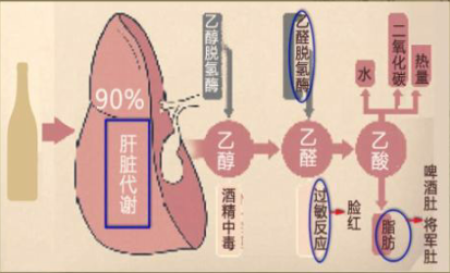 海王金樽的功效与作用_海王金樽酒前喝还是酒后_海王金樽