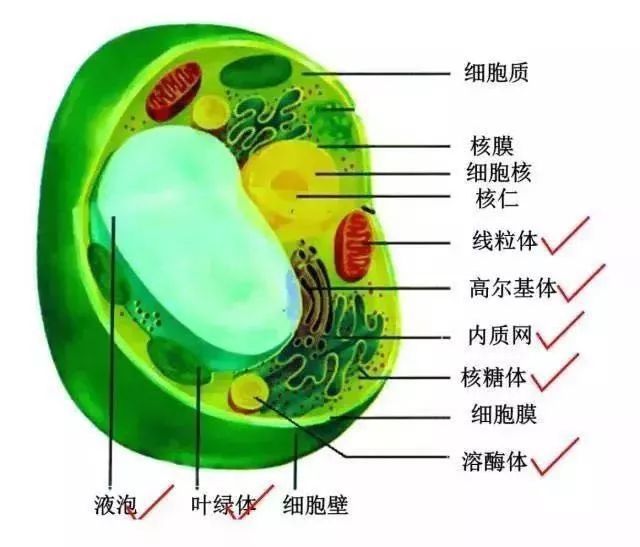 饕餮龙的儿子_饕餮是龙的第几子_饕餮是龙之子吗