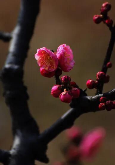 已是悬崖百丈冰犹有花枝俏的意思_悬崖上的花是什么意思_悬崖上的花你会去摘吗