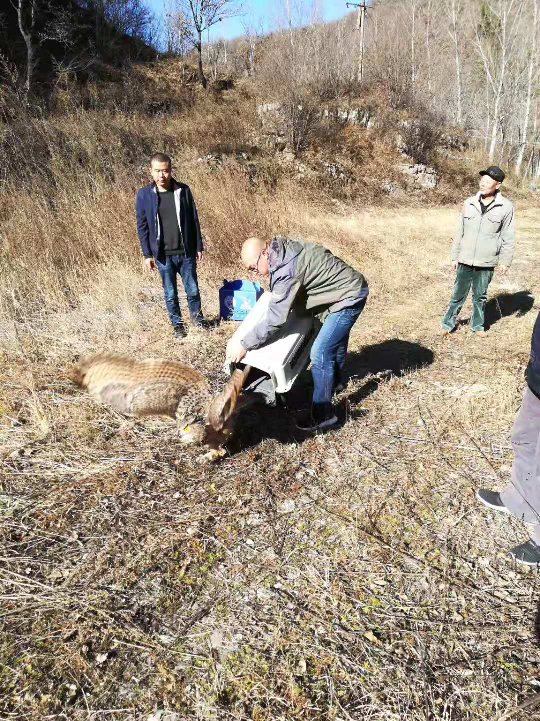 猫头鹰可以养吗吉利吗_猫头鹰能家养_猫头鹰可以养吗